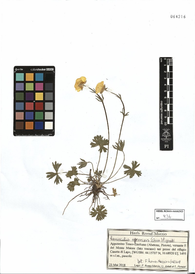 Ranunculus apenninus photo 8