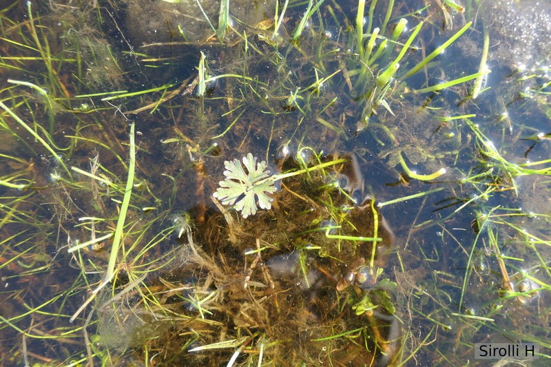 Ranunculus apiifolius