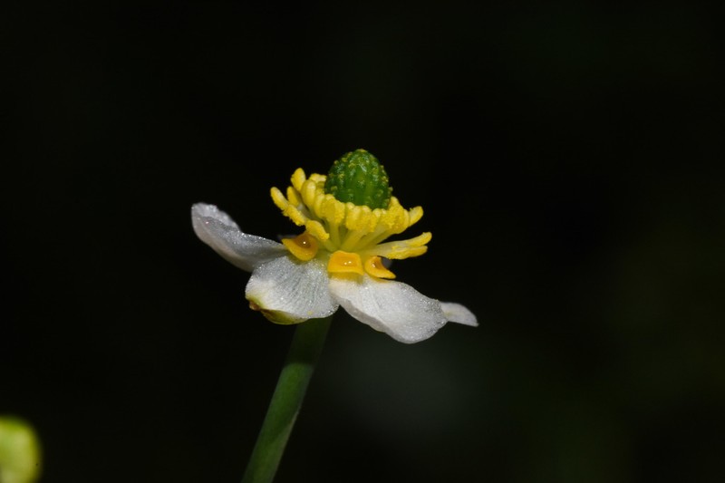 Ranunculus apiifolius photo 2