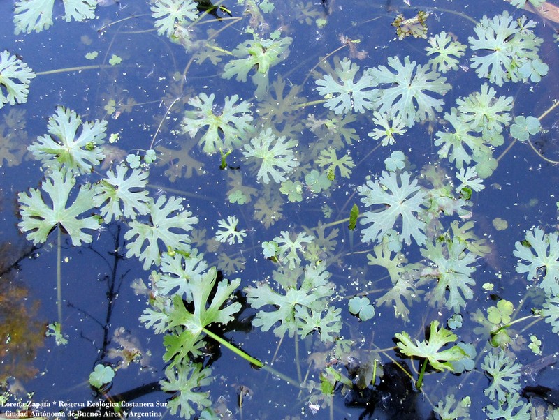 Ranunculus apiifolius photo 3