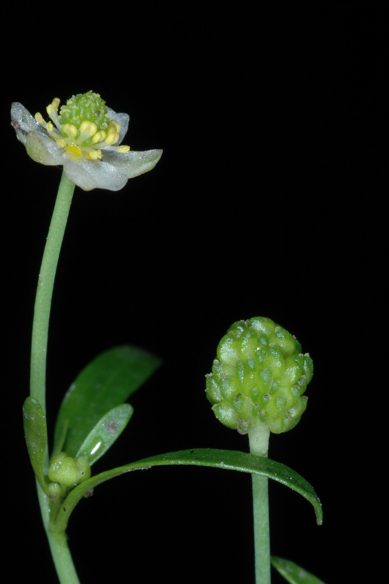 Ranunculus apiifolius photo 5