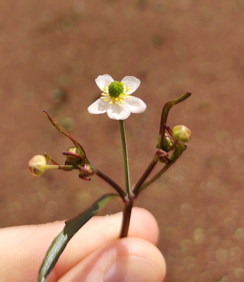 Ranunculus apiifolius photo 6