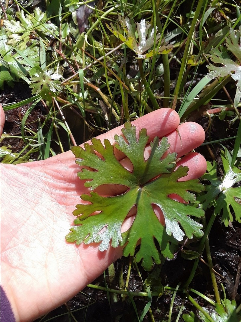 Ranunculus apiifolius photo 8