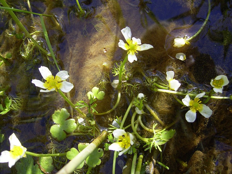 White Water Crowfoot