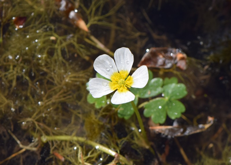 White Water Crowfoot photo 2