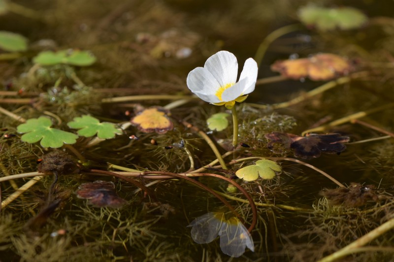 White Water Crowfoot photo 3
