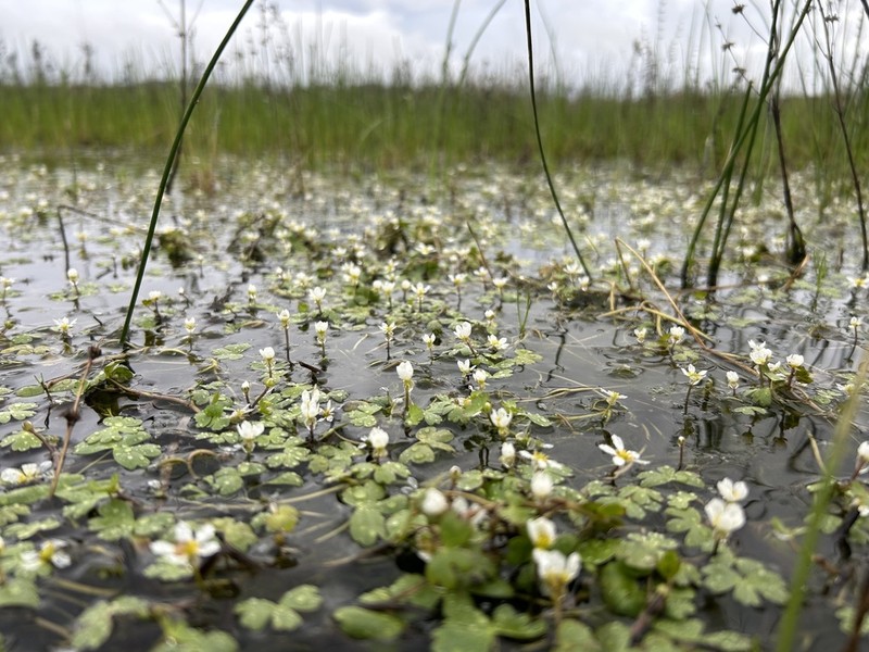 White Water Crowfoot photo 3