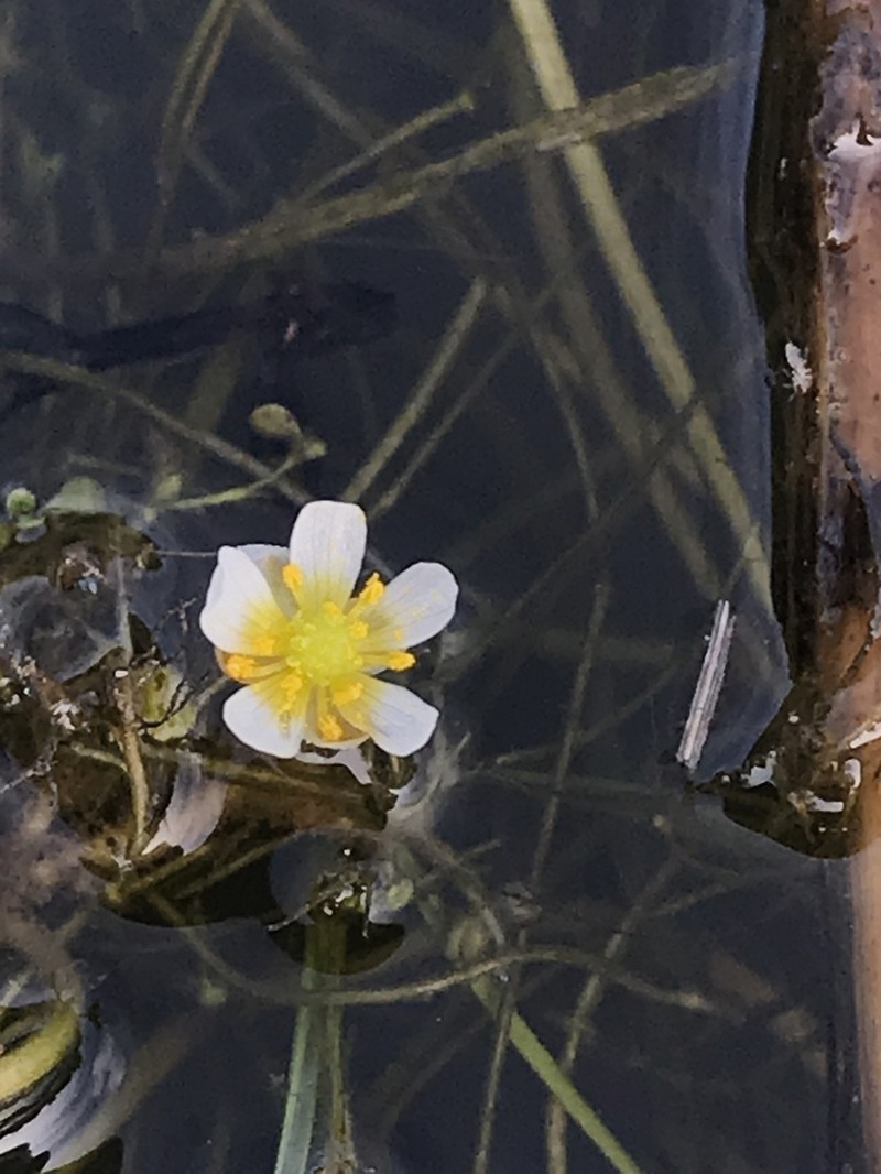 White Water Crowfoot photo 4