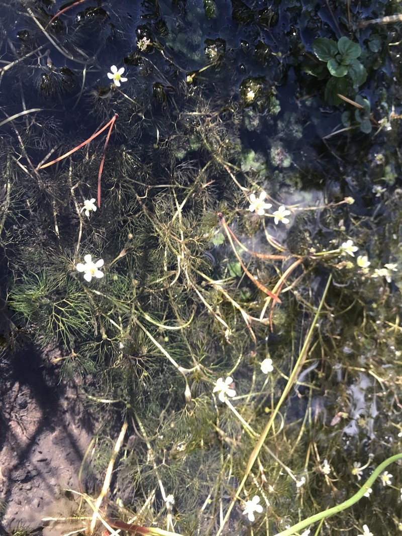 White Water Crowfoot photo 5