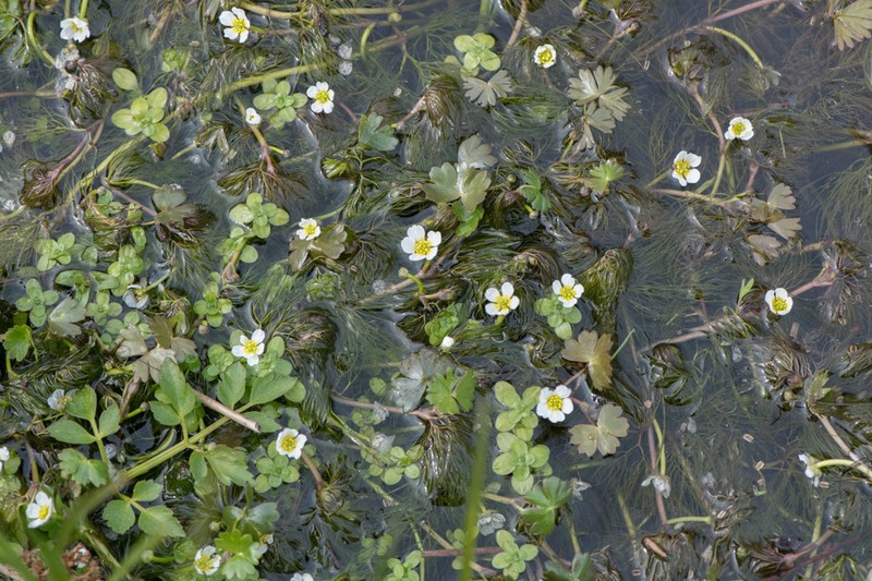 White Water Crowfoot photo 6