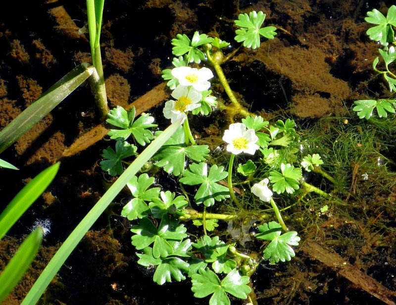 White Water Crowfoot photo 7