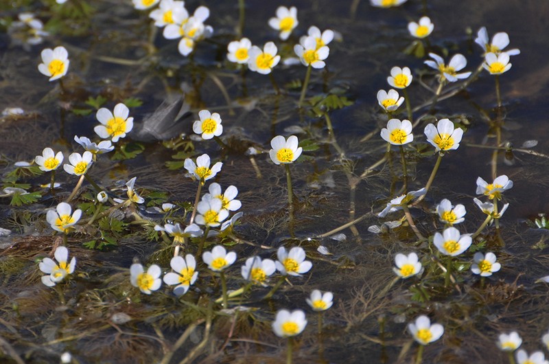 White Water Crowfoot photo 8