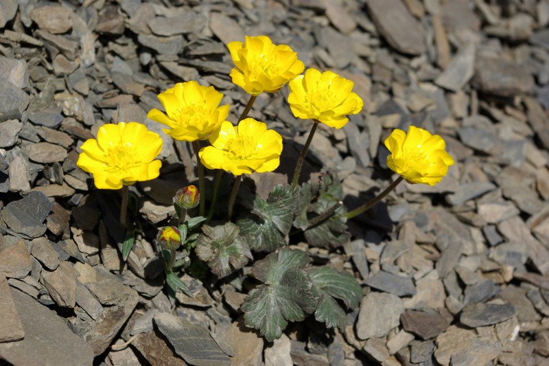 Ranunculus arachnoideus photo 2
