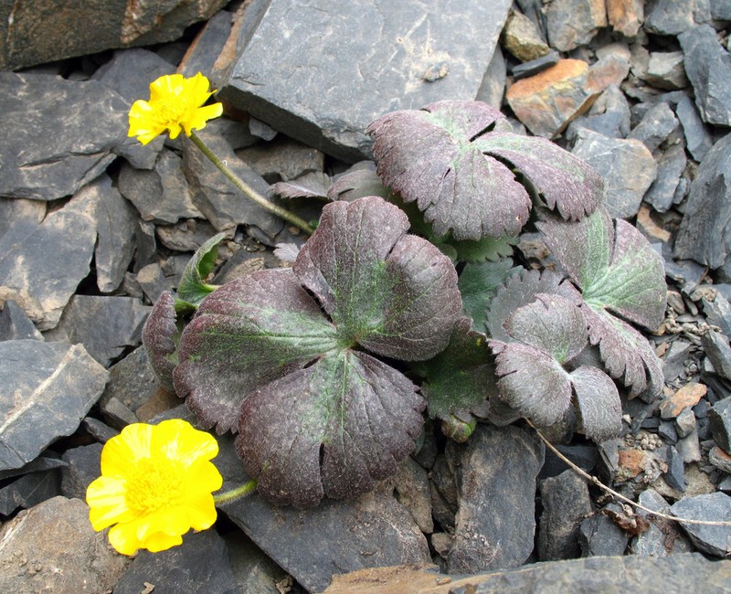 Ranunculus arachnoideus photo 4