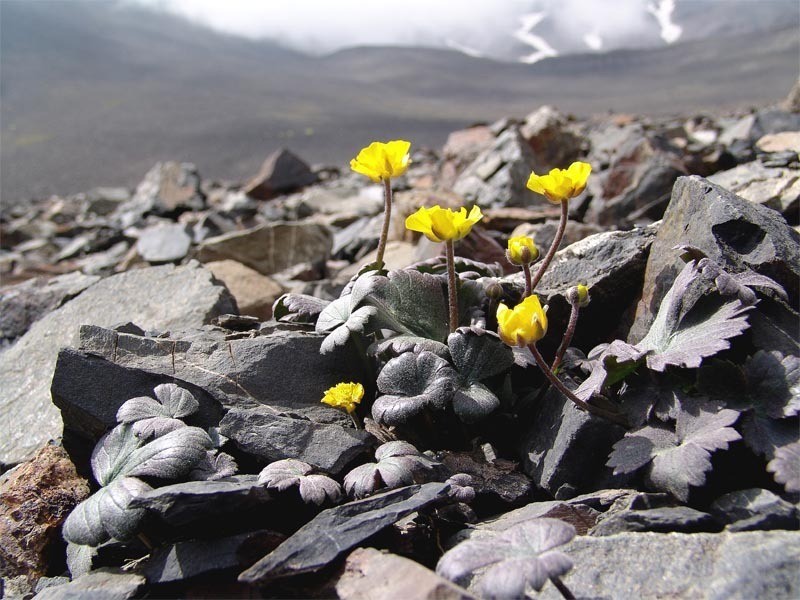 Ranunculus arachnoideus photo 5