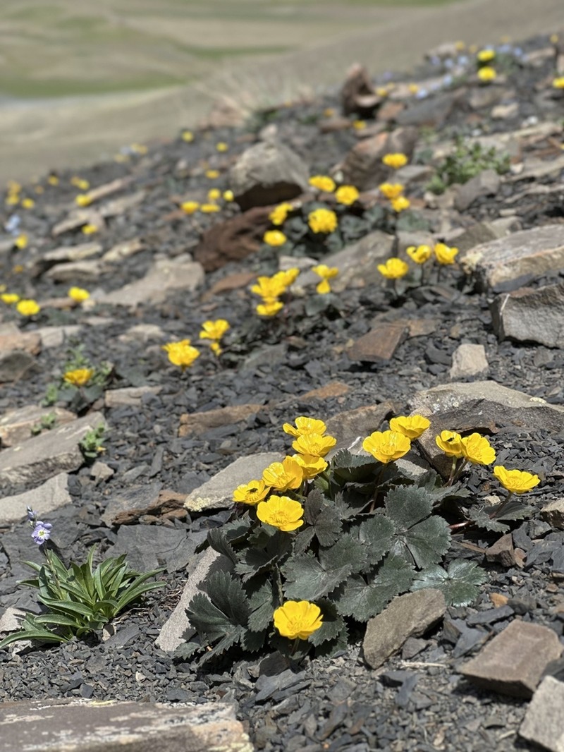 Ranunculus arachnoideus photo 6