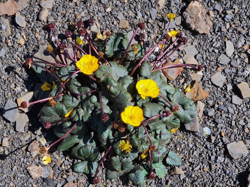 Ranunculus arachnoideus photo 7