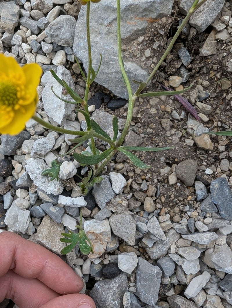 Eastwood's Buttercup photo 3