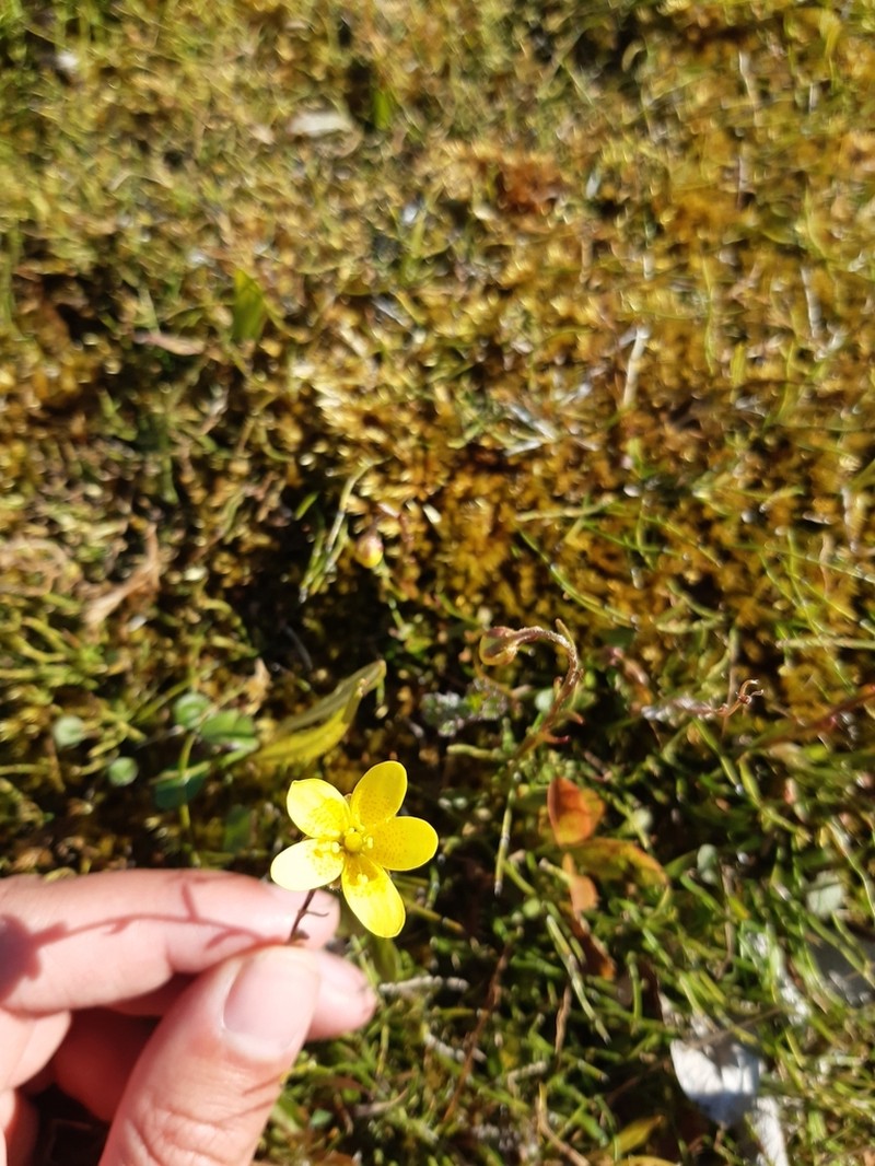 Eastwood's Buttercup photo 4