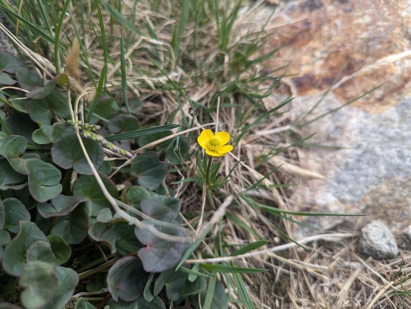 Eastwood's Buttercup photo 6