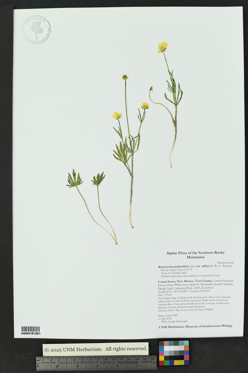 Eastwood's Buttercup photo 3