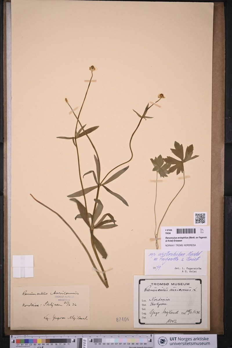 Ranunculus arctophilus