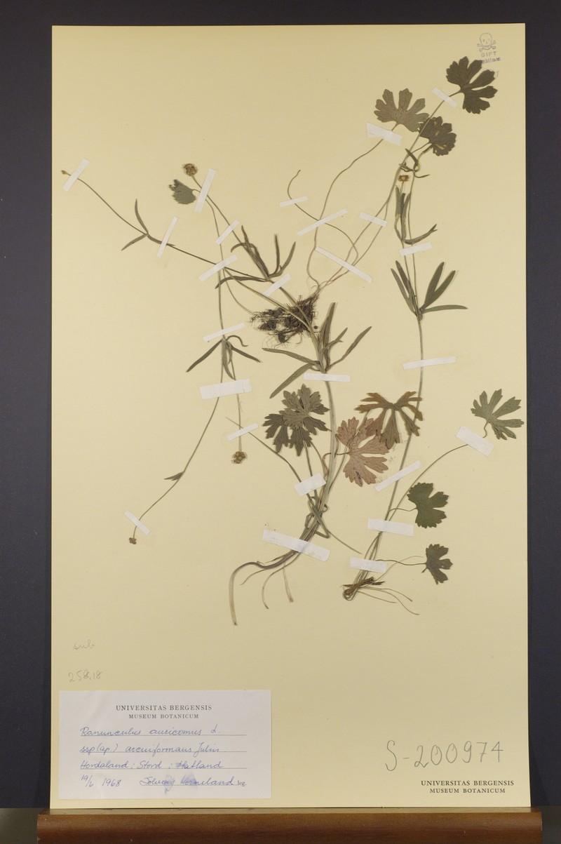 Ranunculus arcuiformans