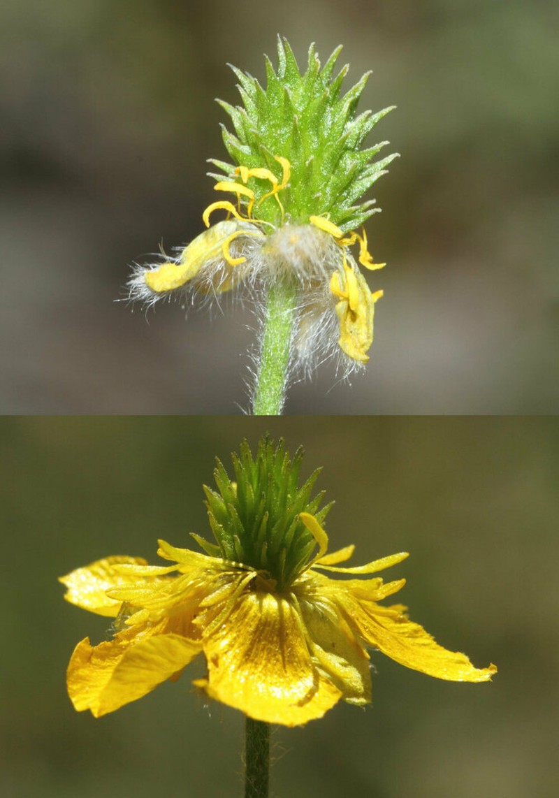 Ranunculus argyreus photo 2