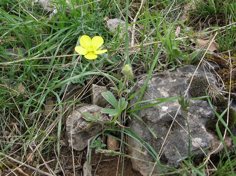 Ranunculus argyreus photo 3