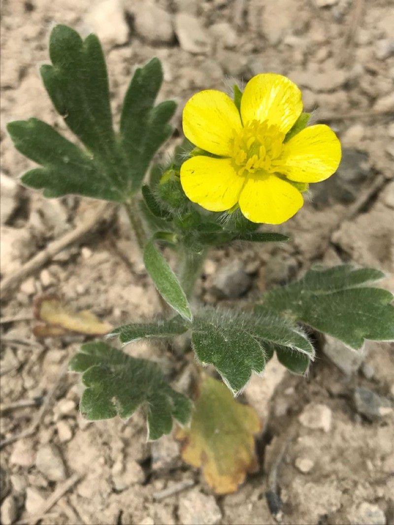Ranunculus argyreus photo 4