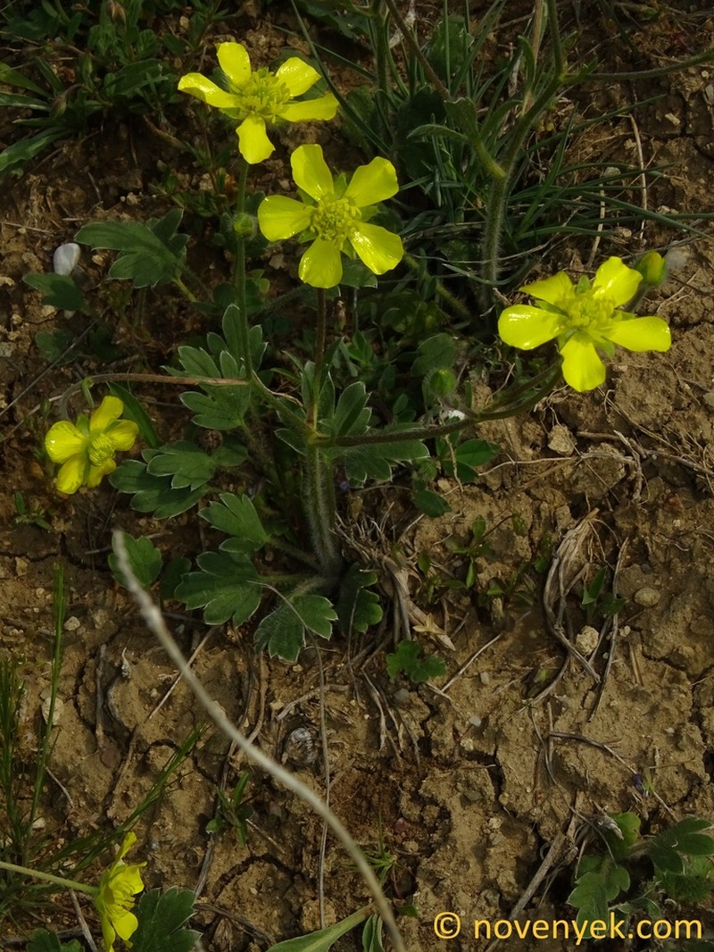 Ranunculus argyreus photo 5