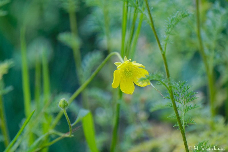 Ranunculus argyreus photo 6