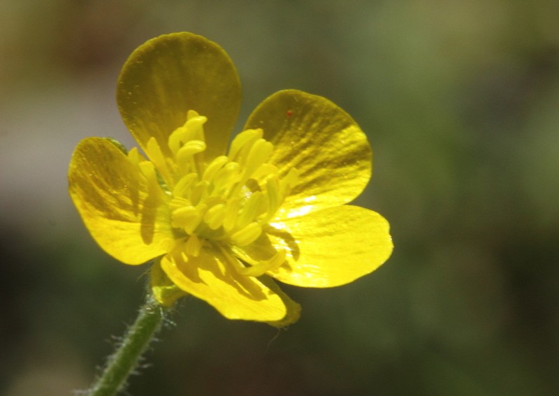 Ranunculus argyreus photo 7