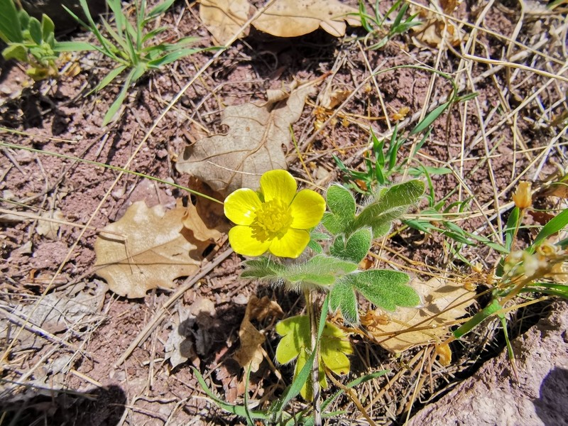 Ranunculus argyreus photo 8