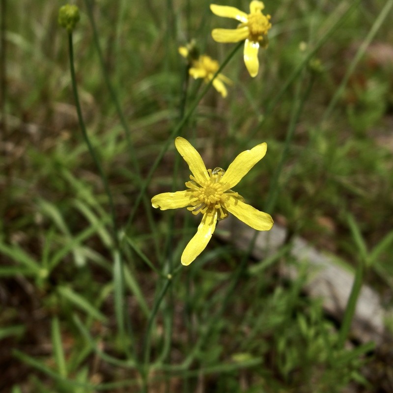 Arizona Buttercup photo 2