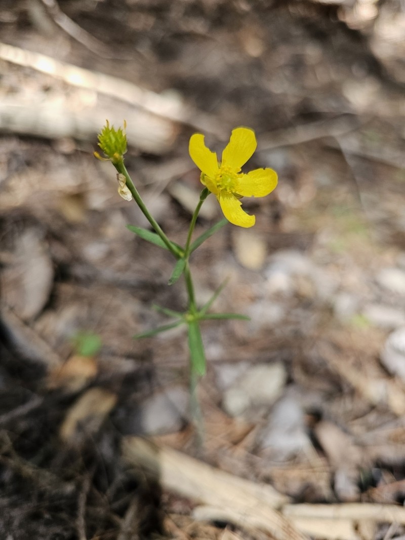 Arizona Buttercup photo 3