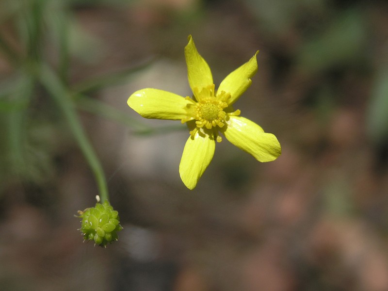 Arizona Buttercup photo 4