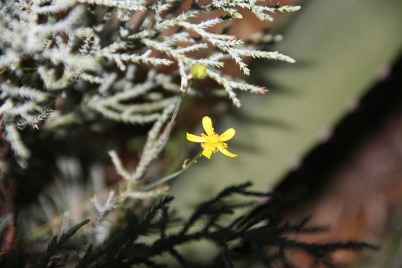 Arizona Buttercup photo 5