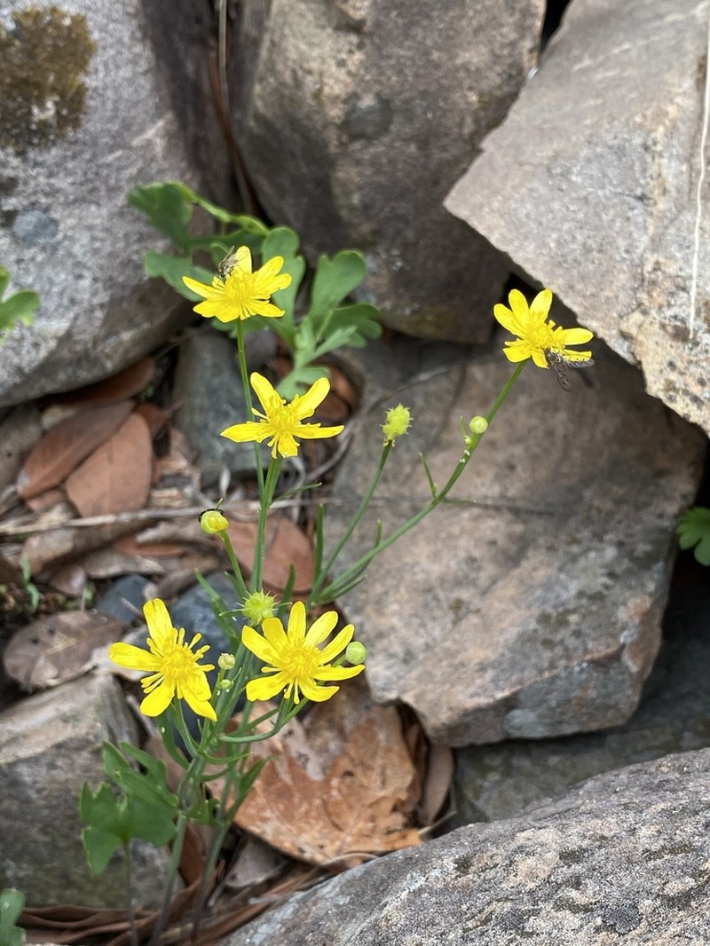 Arizona Buttercup photo 6