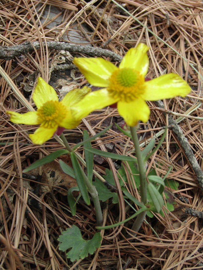 Arizona Buttercup photo 7