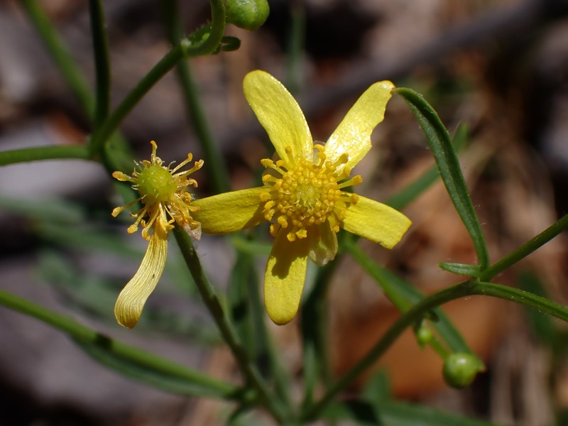 Arizona Buttercup photo 8