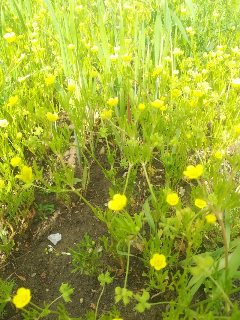 Corn Buttercup