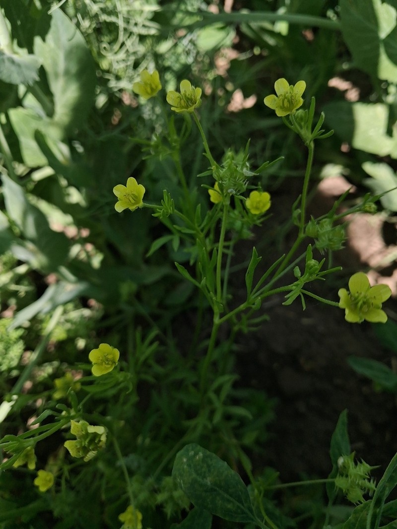 Corn Buttercup photo 2