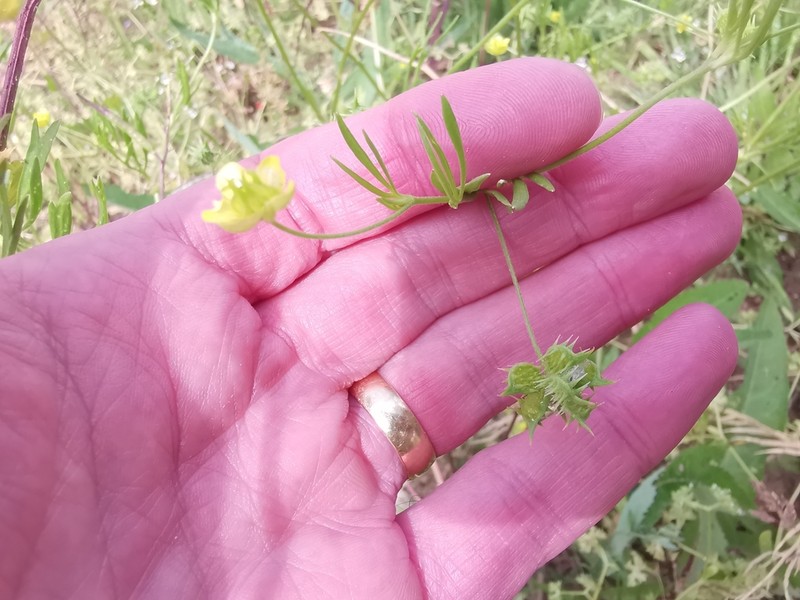 Corn Buttercup photo 3