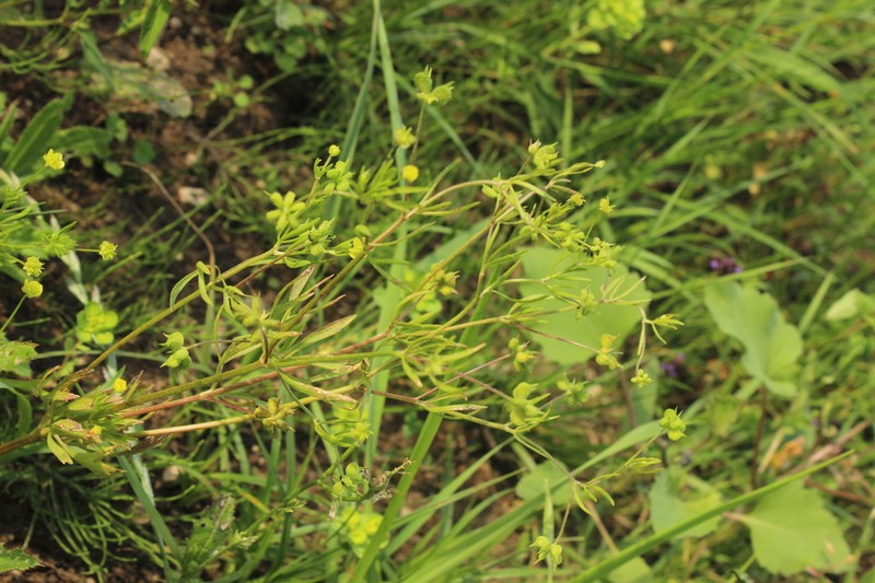 Corn Buttercup photo 4