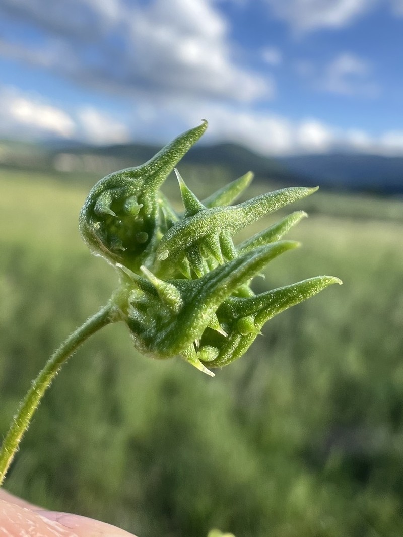 Corn Buttercup photo 5