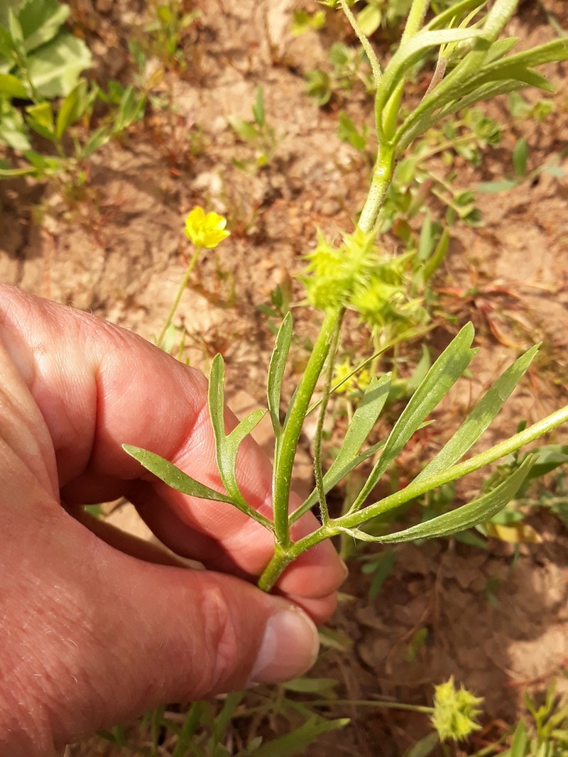 Corn Buttercup photo 6