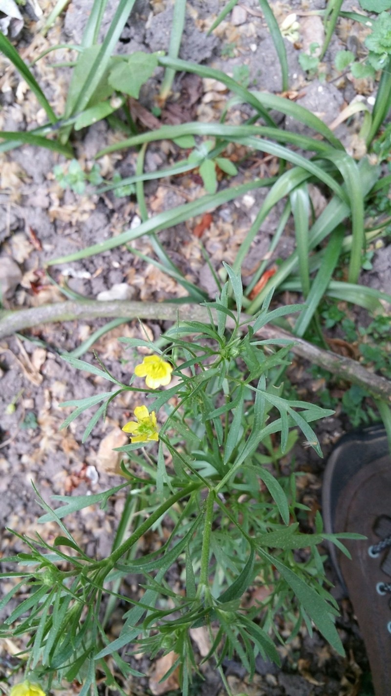 Corn Buttercup photo 7