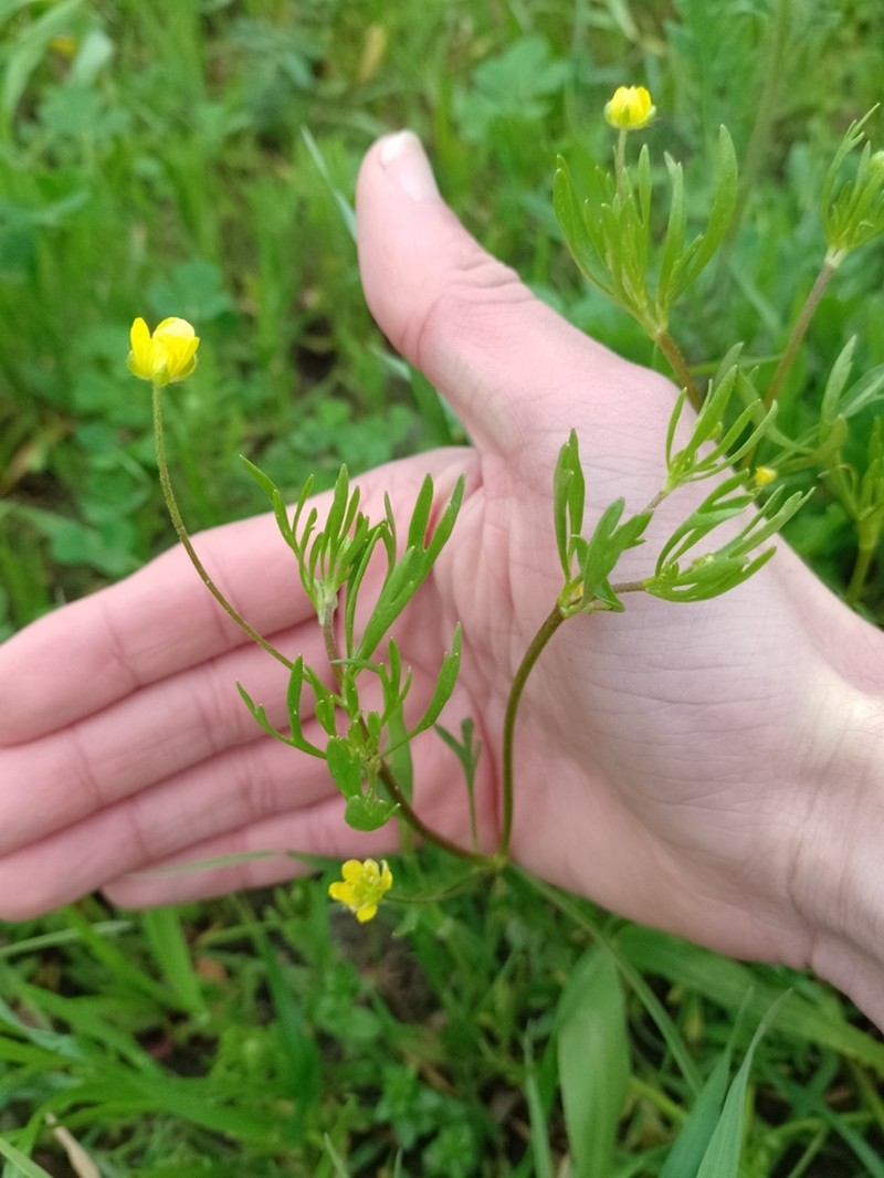 Corn Buttercup photo 8