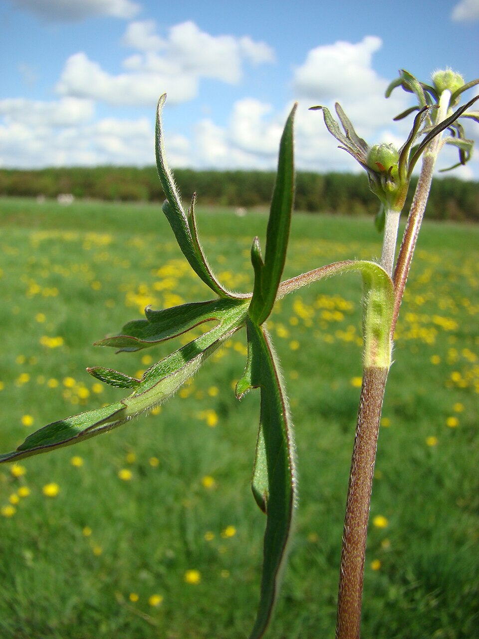 Corn Buttercup photo 5